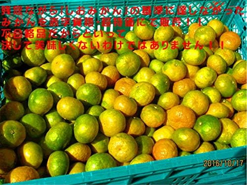 みかん 訳あり 箱込１０キロ（９kg＋保証分５００g）ご家庭用 熊本産 フルーツ 果物【フルーツ甘味屋GGY】