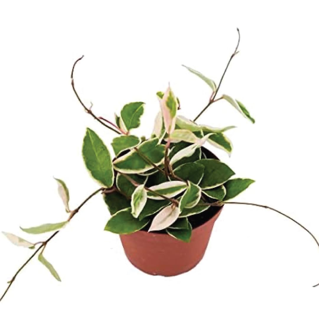 American Plant Exchange Krimson Queen