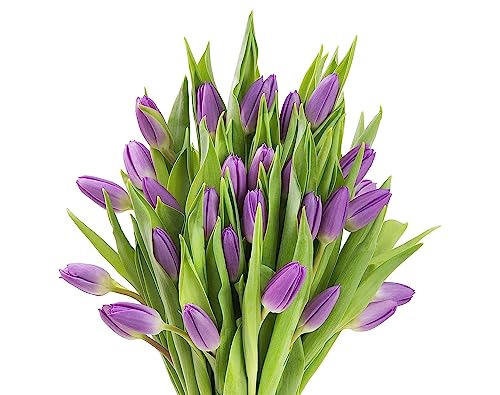 Image of KaBloom PRIME OVERNIGHT DELIVERY - WEDDING COLLECTION - PREMIUM 30 Purple Tulips - Wholesale Fresh Flowers I Gift for Birthday, Anniversary, Thank You, Mother's Day Fresh Flowers.
