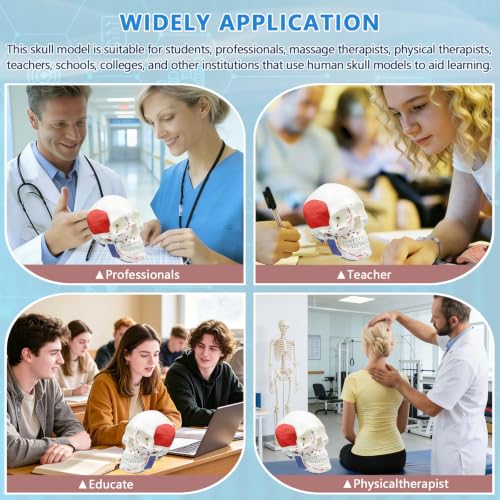 Image of Numbered Human Skull Model,Colorful Human Anatomy Exploded Skull,3 Parts and 55pcs Labeled Numbered for Student Study,Teaching Demonstration and Medical Education Display