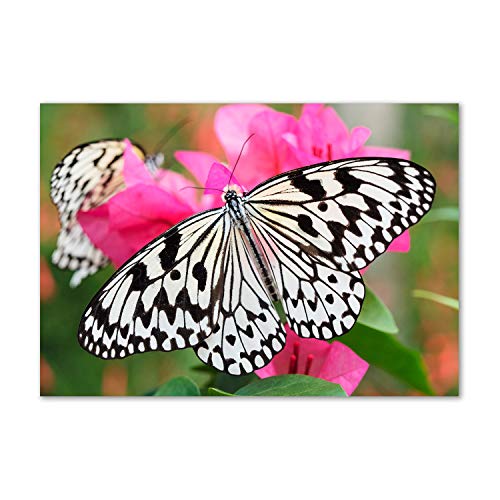 Dosseret en verre tremp&eacute; anti-taches Tulup 100x70cm papillon