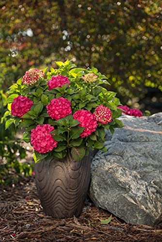 Live Plant From Green Promise Farms Hydrangea Endless Summer Crush (Bigleaf) Shrub, 3-Size Container, Red Or Purple Flowers #TOP2