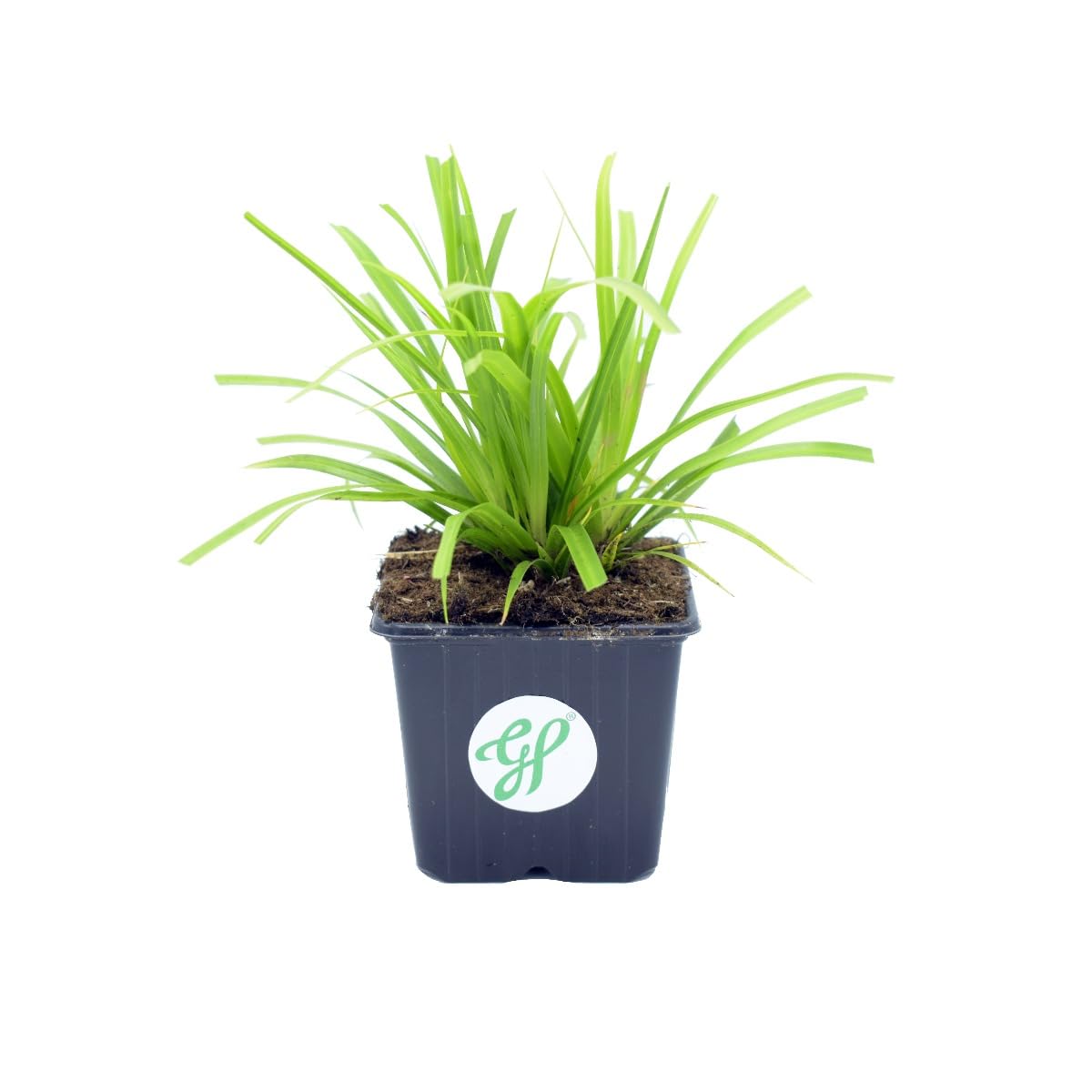 12 x Carex morrowii - Japan-Segge in 9x9cm Topf