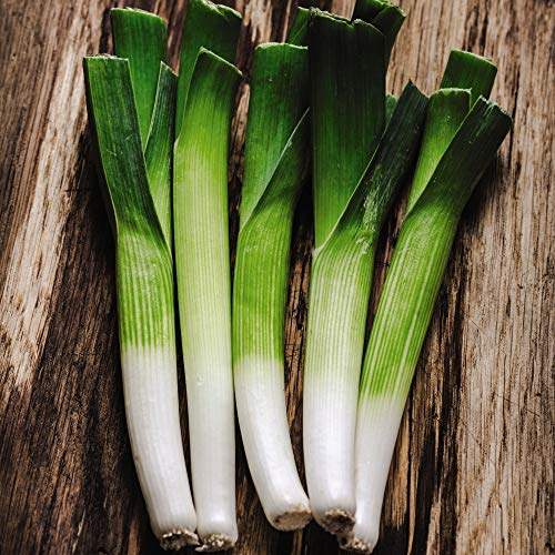 Leek 'Carentan 2' Seeds Allium porrum Hardy Biennial Vegetable Garden Plants Crops Leek 'Carentan 2' 1 Packet of 300 Seeds by Thompson and Morgan