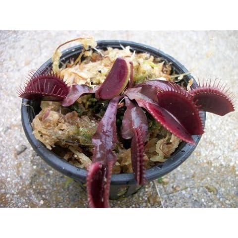 Adult Sized Red Dragon Venus Flytrap (Fly Trap) Carnivorous Plant 3 inch Pot Cover
