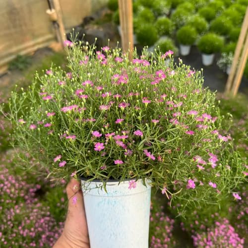 semillas de gypsophila - semillas de Gypsophila paniculata - variedades antiguas jardín interior cobertura del suelo silvestres cortadas decoración 200pcs