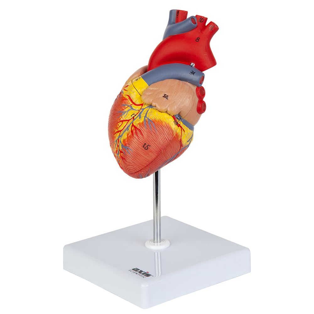Axis Scientific Heart Model, 2-Part Deluxe Life Size Human Heart Anatomical Replica, 34 Anatomical Structures, 3D Heart Model Anatomy, Magnetic Design, Mounted Display Base, Detailed Product Manual