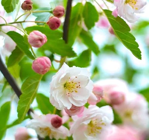 Malus Ioensis (Prairie Crab Apple) Tree Seed, Large, Fragrant, Double Pink With 5 Petals Flowers, Yellowish-Green Fruits, You Choose The Quantity (1 Pack) #TOP25