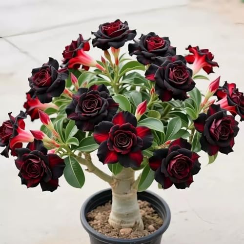 Rhizomes de rose du désert et adenium Obesum résistants à l'hiver - plantes vivaces pour l'aménagement de jardin - faciles à cultiver - 1 rhizome - I