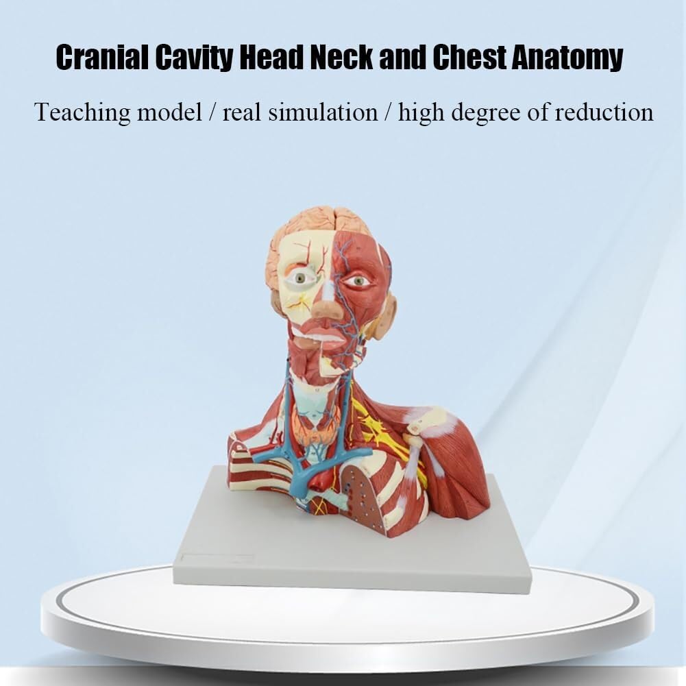 Model anatomiczny ludzkiej czaszki i szyi, odłączany mózg, do wyświetlania informacji edukacyjnych dla studentów