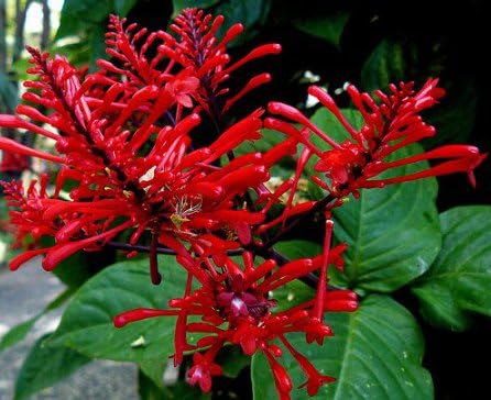 Odontonema Strictum Beautiful Red Flower Spikes, Firespike, and Evergreen Tropical Foilage, Great for Warm Climate or Frost Free Areas, 1-2' Tall Potted Plant
