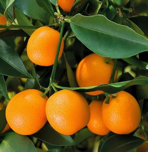 Grafted Kumquat Fruit Tree, Live Plant in Pot, (Grafted Meiwa Sweet -Semi Dwarf, 5 Gallon 2-3Feet Tall)