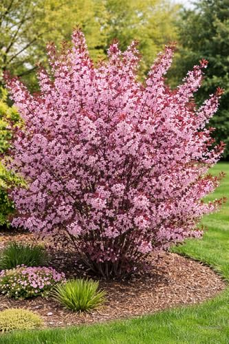 Purple Leaf Sand Cherry Live Plant Prunus Cistena Ornamental Shrub Pink Spring Blossoms with Deep Purple Foliage Hardy Landscape Flowering Bush for Outdoor Gardens (2 Trees)