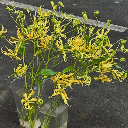 bulbi di giglio fiamma - perenne, in crescita giglio torcia, perenne resistente alla tappezzatura del terreno, pendenti 6pcs