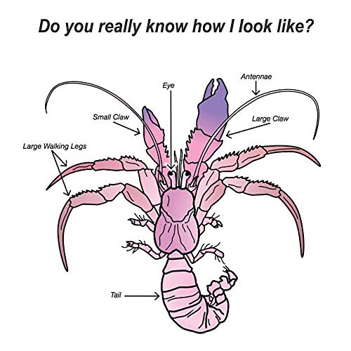 Petawi Hermit Crab Shells Large Medium XLarge Natural Growth Shells for Hermit Crab Variety Turbo Seashells Sea Conch No… - Image 3