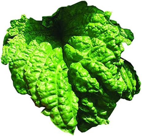 Park Seed Lettuce Leaf Basil Seeds, Includes 100 Seeds in a Pack