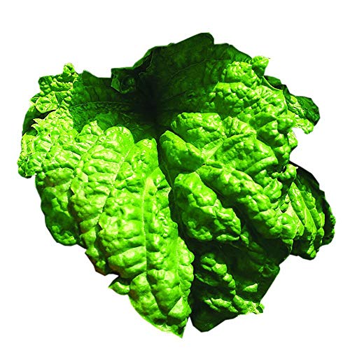 Park Seed Lettuce Leaf Basil Seeds, Includes 100 Seeds In A Pack #TOP1
