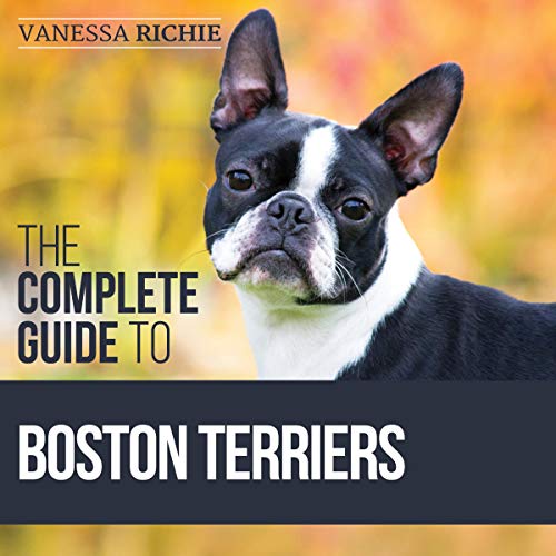 owning two boston terriers