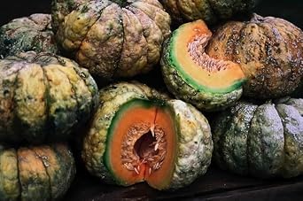 Prescott Fond Blanc Melon Cucumis Melo 200 Seeds Cantaloupe Fragrant Flavorful & Famous Heirloom