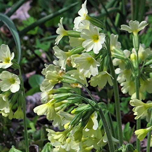 Echte Schlüsselblume (Primula veris) 200 Samen Himmelschlüssel Wiesen-Primel