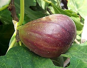 Black mission fig fruit Tree From One of the Sweetest Fruit producing Figs -Size 5 gallon