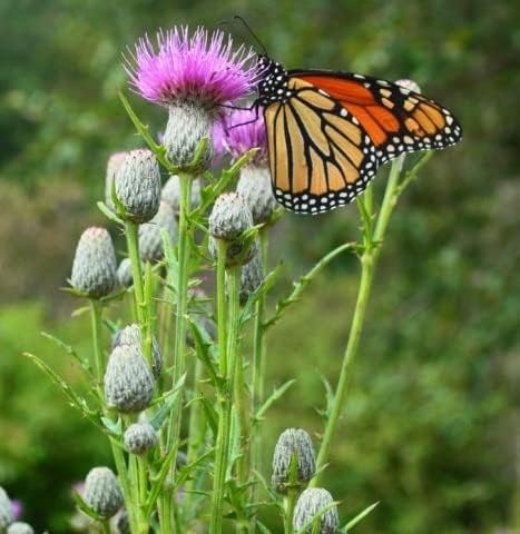 Semillas nativas de cardo de pantano para plantar (100 semillas) - Cirsium muticum