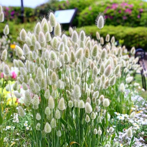 RAISE ME UP: Seeds Bunny Tail Grass Annual Ornamental Plant