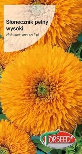 Verdica Graines de tournesol haute à double fleur Helianthus annuus - Jaune vif, atteint 180 à 200 cm, idéal pour les bouquets et les parterres, prospère dans un sol fertile, Semis : printemps (2