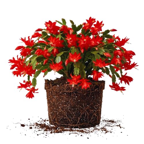2 Red Christmas Cactus Plants Live Christmas Cactus Holiday Cactus Live Plant Houseplant Well Rooted 5 to 7 Inc Tall No Pot