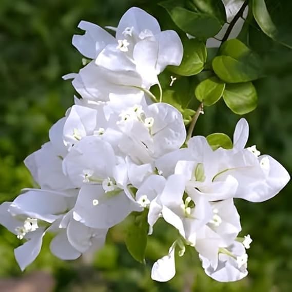 Image of Multicolor Bougainvillea Live Plant with Pot | Rare Grafted Multi Color Flowering Bougainvillea Plant | Decorative Outdoor Indoor Plant for Home Garden Balcony Terrace Decor | Pack of 1