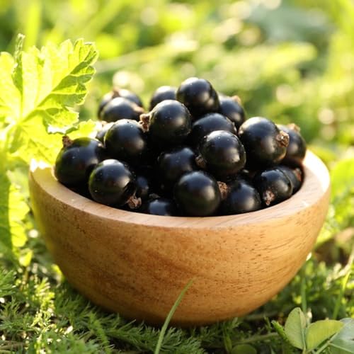 semi di ribes - ribes - uva spina, rustiche per giardino da fresca, resistenti 300pcs