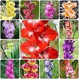 10 piezas bulbos de flores de gladiolo perenne resistente - plantas de jardín maceta de bonsái resistente, gladiolo, plantas en maceta flores bulbos de balcón regalo para plantas de