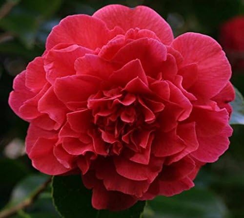 (1) - Kramers Supreme Red Camellia Japonica - Starter Plug (4L) (1 Plant)