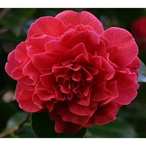 (1) - Kramers Supreme Red Camellia Japonica - Starter Plug (4L) (1 Plant) Cover