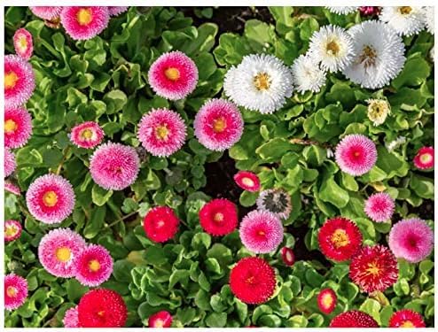 Pink English Daisy, Lawns and Borders - 1000 Seeds - Bellis Perennis by Marde Ross & Company - Used condition - Image 3