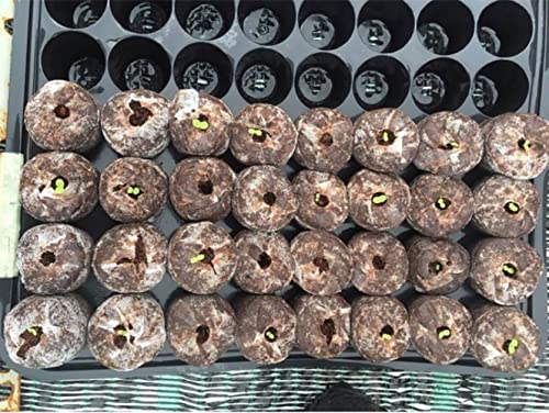 100Pcs 40Mm Organic Potting Soil For For Plant Seedling Transplanting Growing Herb Flower Vegetables,Coconut Coir Netted Seed Starting Pellets,Gardening Projects For Kids #TOP6