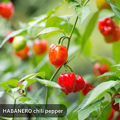 Hellfire Peanuts Spicy 100 g – Scharfe Habanero Erdnüsse – Crunchy Snack mit Sesam & Gewürzen – Vegan – I LOVE SPICY