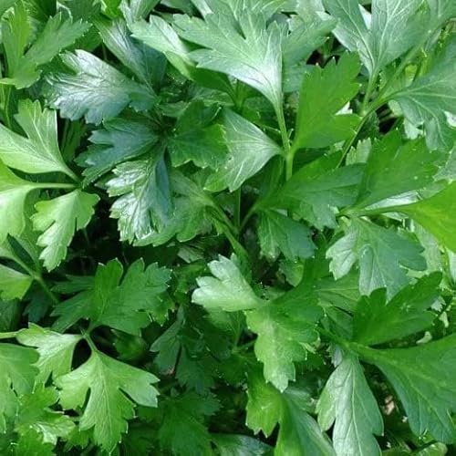 Semillas de Perejil para Cultivar Hierbas Comestibles muy Beneficiosas