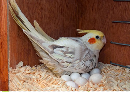 Sage-Square-Special-Combo-of-Jumbo-Size-Natural-Wood-Mountable-Nest-Cum-Breeding-Box-with-Perch-Attached-Design-for-Medium-Size-Birds-with-Nesting-Material-100grm