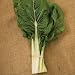 David's Garden Seeds Swiss Chard Fordhook Giant D701 (Green) 500 Organic Heirloom Seeds