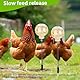 2 Stück Futterspender Hühner, Interaktives Futterautomat Hühnerspielzeug mit Frühling Chicken Slow Feeder Schaukel-Pickspielzeug Hühner Spielzeug für Geflügel Enten Vögel