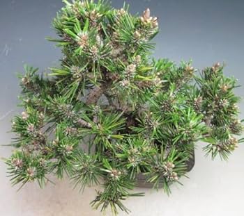 Amazon | ミニ盆栽 八房 寿黒松(千寿丸)【現品】(3763) | 盆栽 Amazon | ミニ盆栽 八房 寿黒松(千寿丸)【現品】(3763) | 盆栽