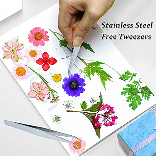 Flores Secas Prensadas HEISENLIN 60PCS Margarita Natural miniatura 6
