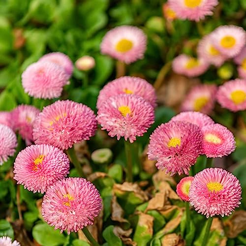 margarita semillas de prados de silvestres primavera semillas silvestres decoraciones jardín para exteriores perennes resistente 300pcs