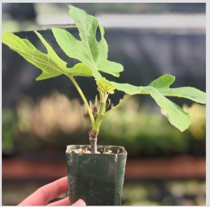 Ficus carica ‘Little Ruby’ Dwarf Fig Tree – Compact Hardy Fig – Sweet Amber Mauve Fruit – Strawberry Pink Center – Great for Containers & Bonsai
