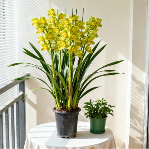 Orquídea Cymbidium Perenne y Resistente – Rizoma de Cymbidium – Decoración para Escritorio y Ventana-5 PCS-B
