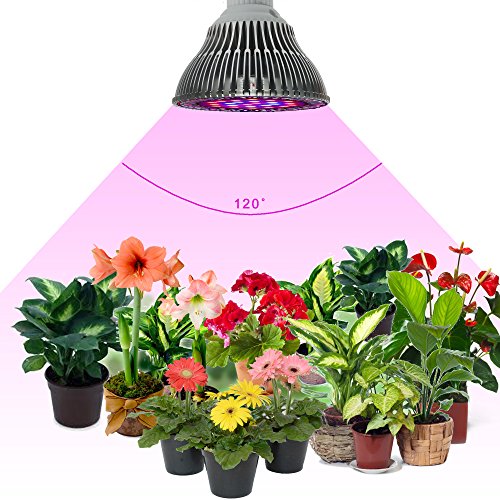 Top 3 Best BonSai Grow Light Reviews On 2021