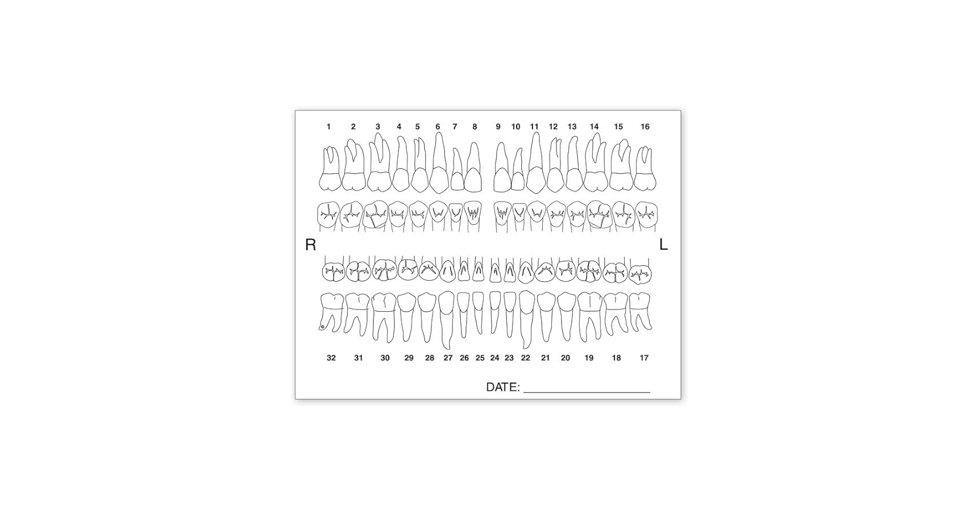 Amazon.com: 5Forms Tooth Chart Anatomy Labels 4 x 3 Qty 100 : Industrial & Scientific amazon-com-5forms-tooth-chart-anatomy-labels-4-x-3-qty-100-industrial-scientific