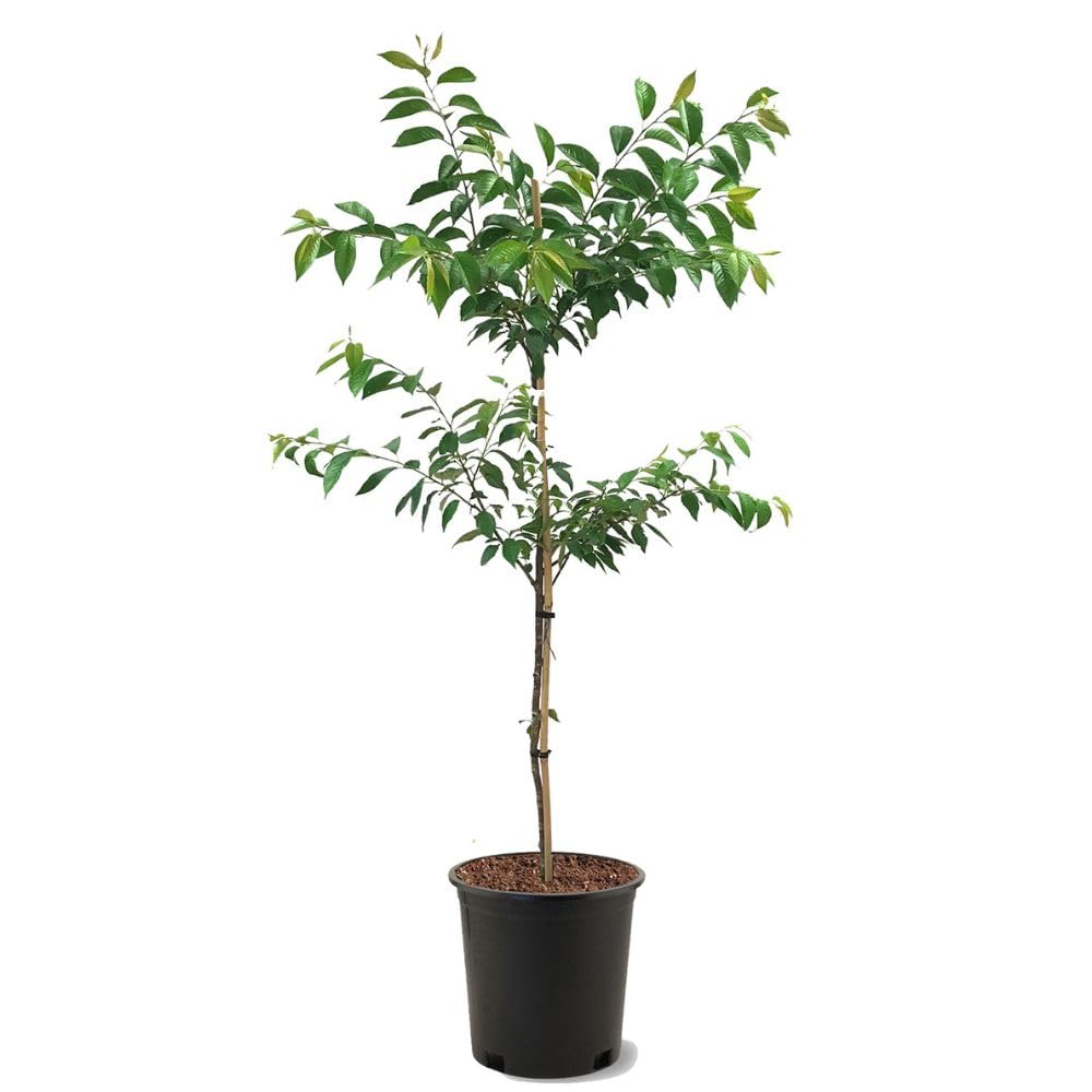 Generic Kwanzan Cherry 5 gal.