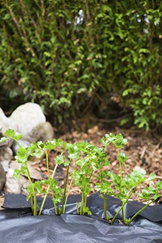 Windhager Mulch-Folie – Unkrautfolie Für Beete, 10 X 1,2 M, 20µm, UV-stabilisiert, Gelocht